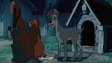 Lady_and_the_Tramp_film_blu_ray_260.jpg